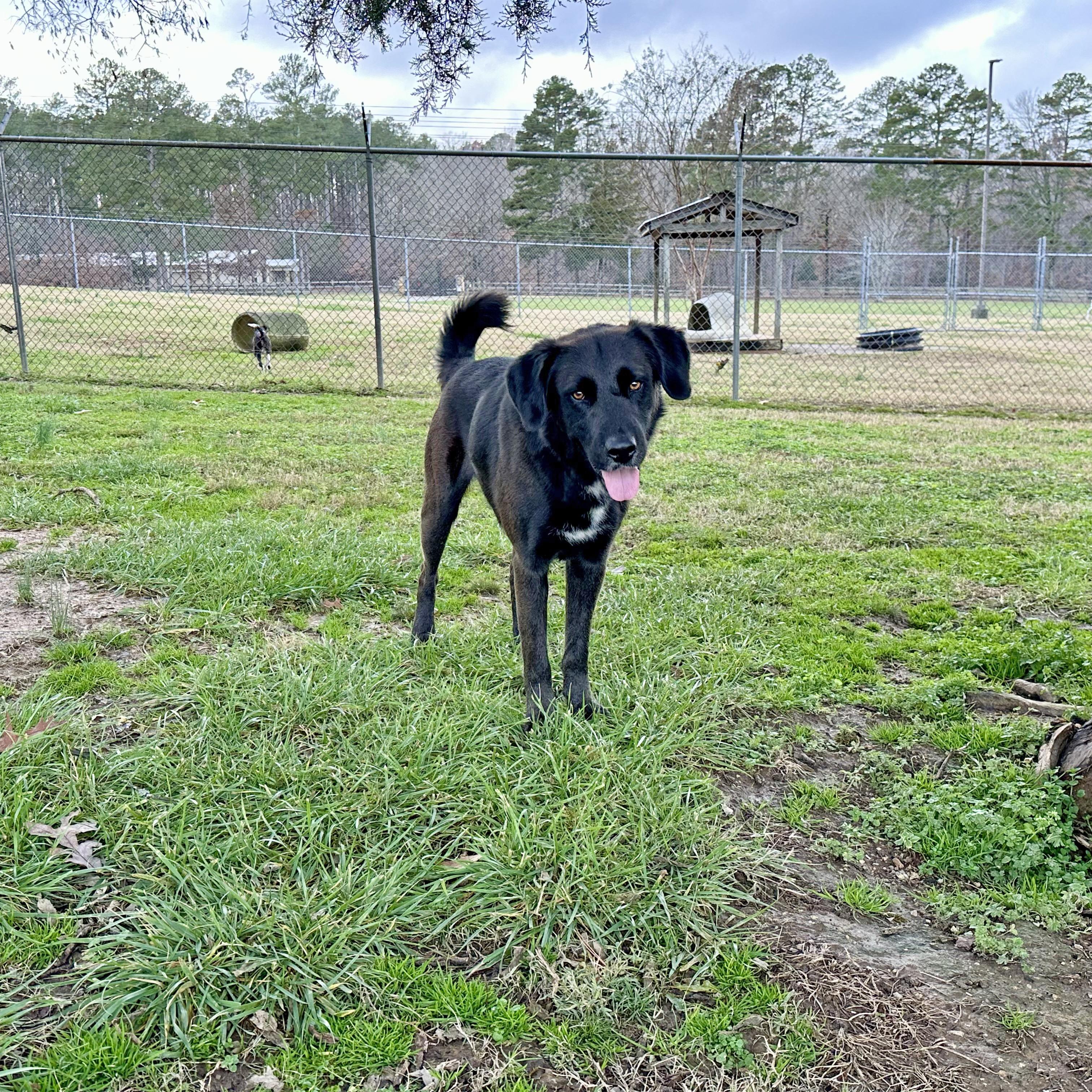 Steve, Adoptable, Adult Male Black Labrador Retriever.