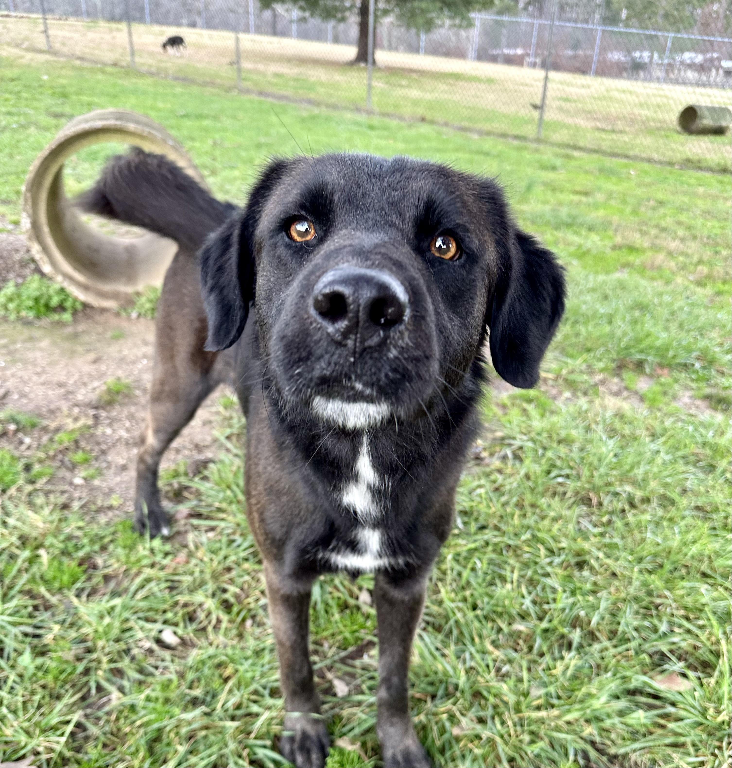 Steve, a Adoptable mixed breed image 2/3