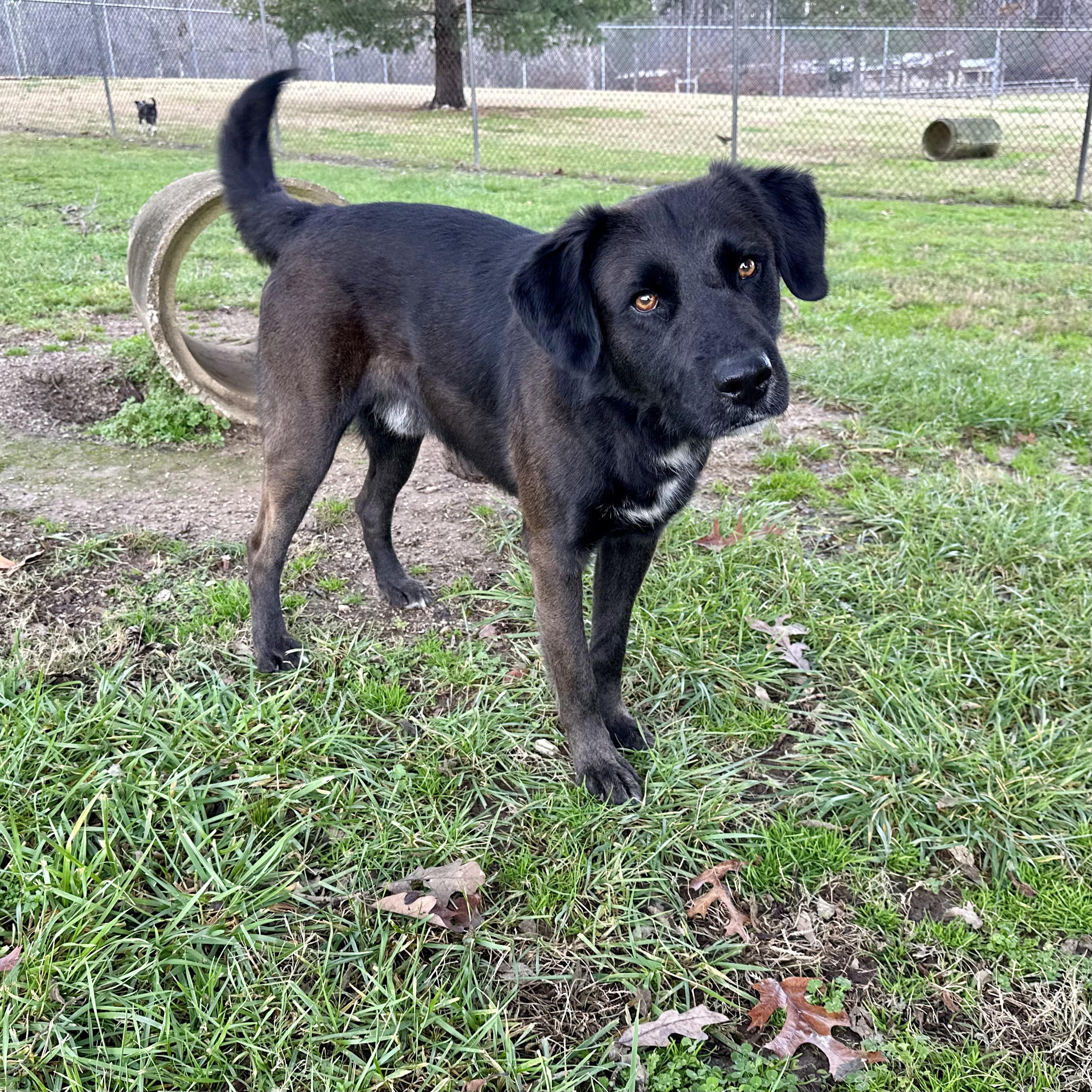 Steve, a Adoptable mixed breed image 3/3