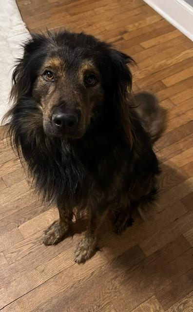Thaddeus, a ADOPTABLE mixed breed in Gardiner, NY image 3/5