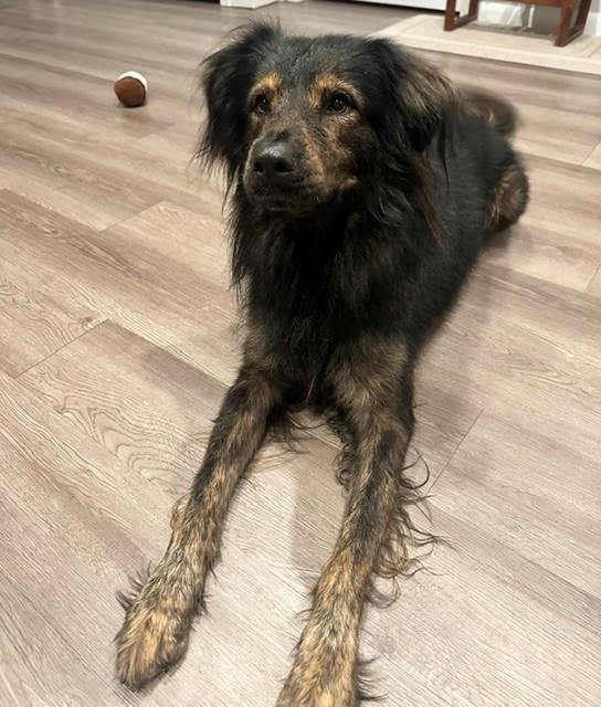 Thaddeus, a ADOPTABLE mixed breed in Gardiner, NY image 4/5