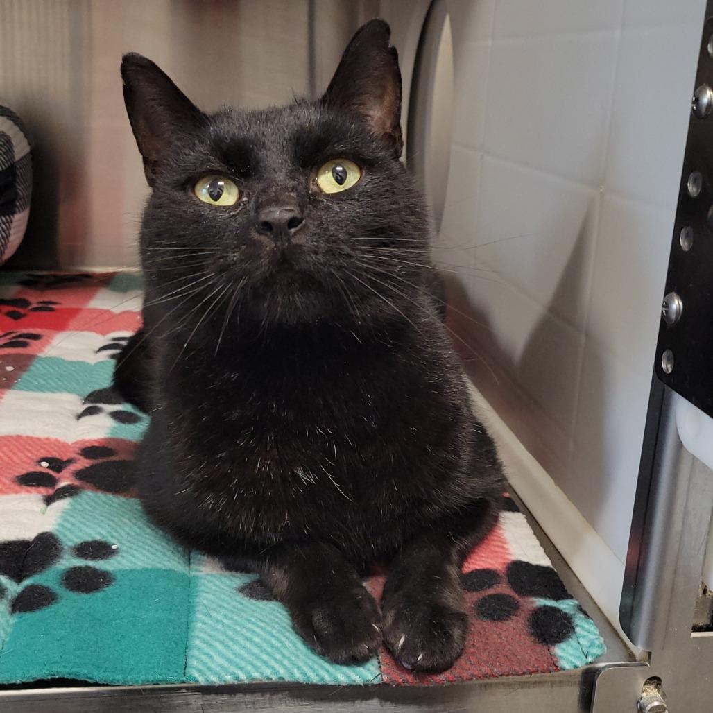 Enlarge Humphrey, a Adoptable Domestic Short Hair in Nashville, IN image 1/5