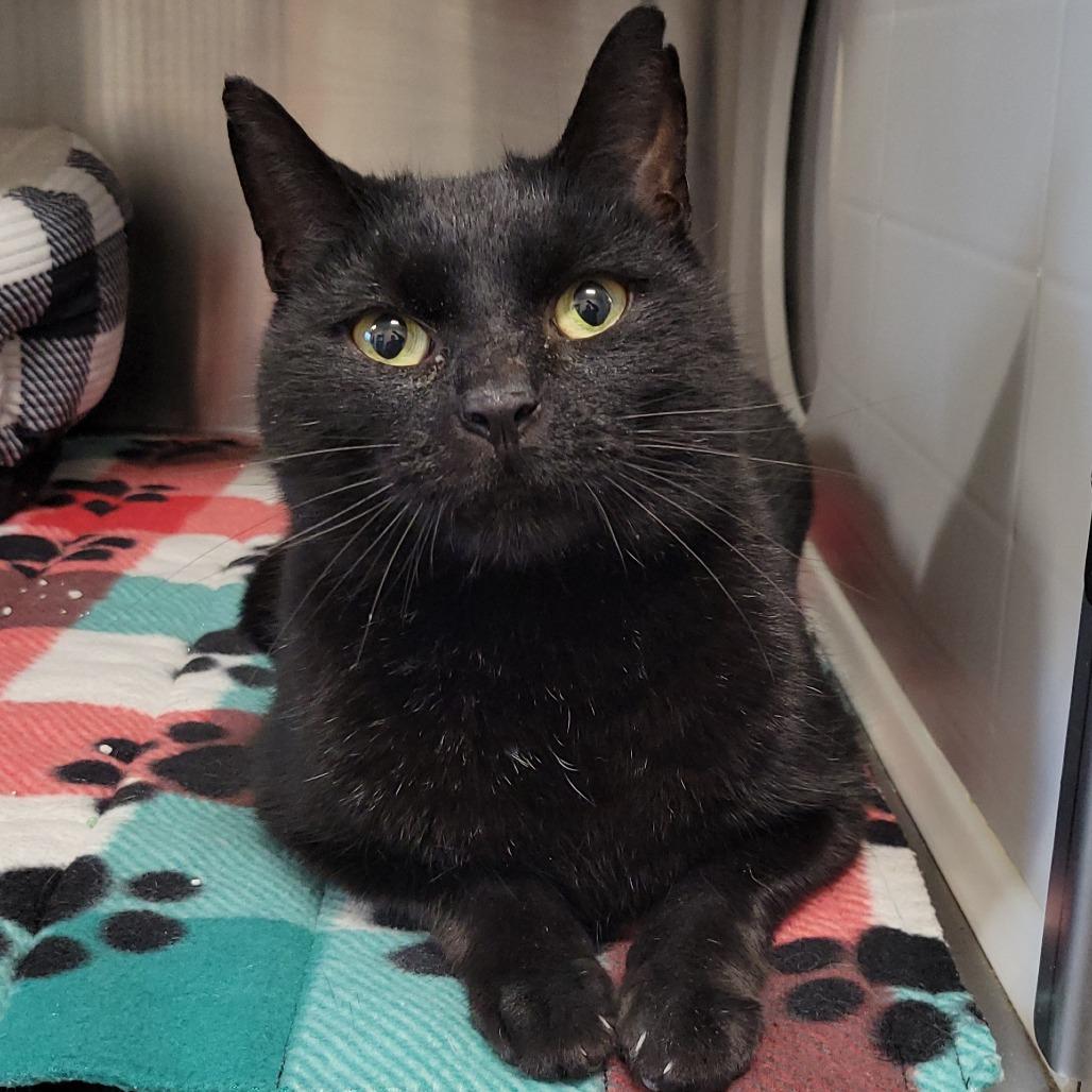 Enlarge Humphrey, a Adoptable Domestic Short Hair in Nashville, IN image 2/5