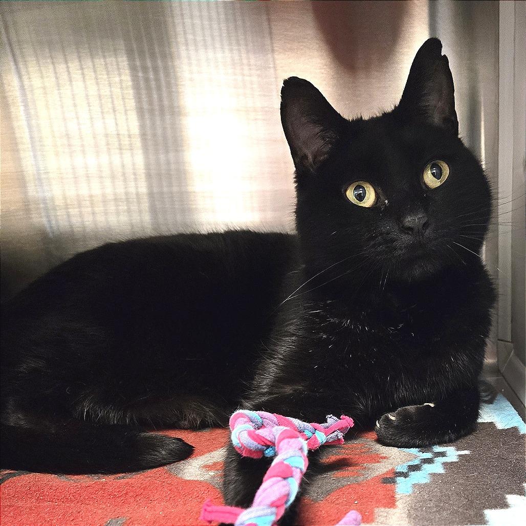 Enlarge Humphrey, a Adoptable Domestic Short Hair in Nashville, IN image 3/5