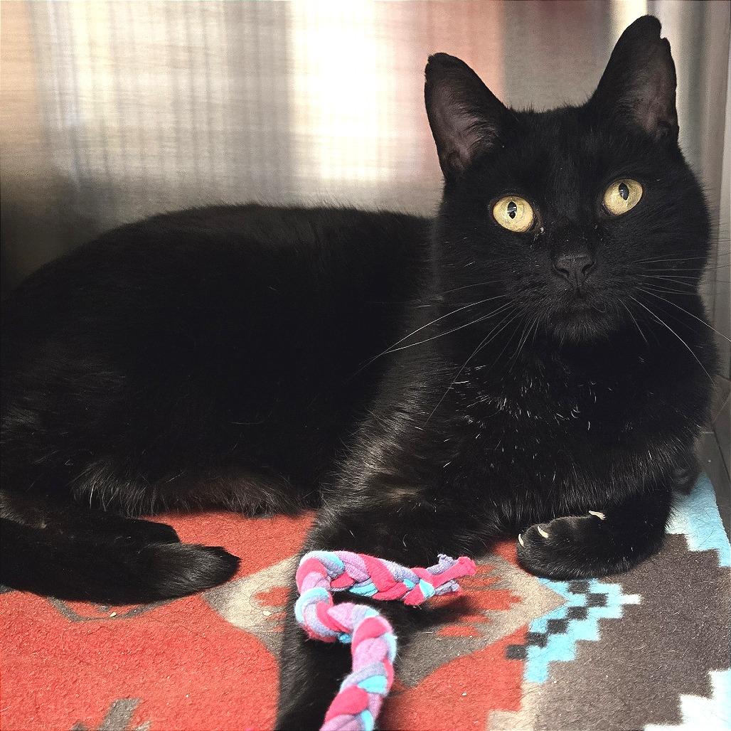 Enlarge Humphrey, a Adoptable Domestic Short Hair in Nashville, IN image 4/5