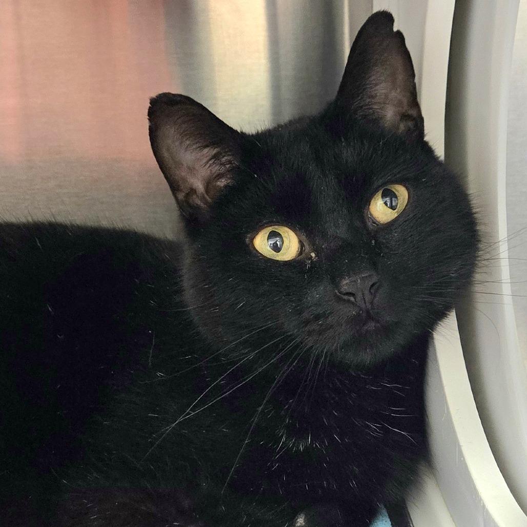 Enlarge Humphrey, a Adoptable Domestic Short Hair in Nashville, IN image 5/5