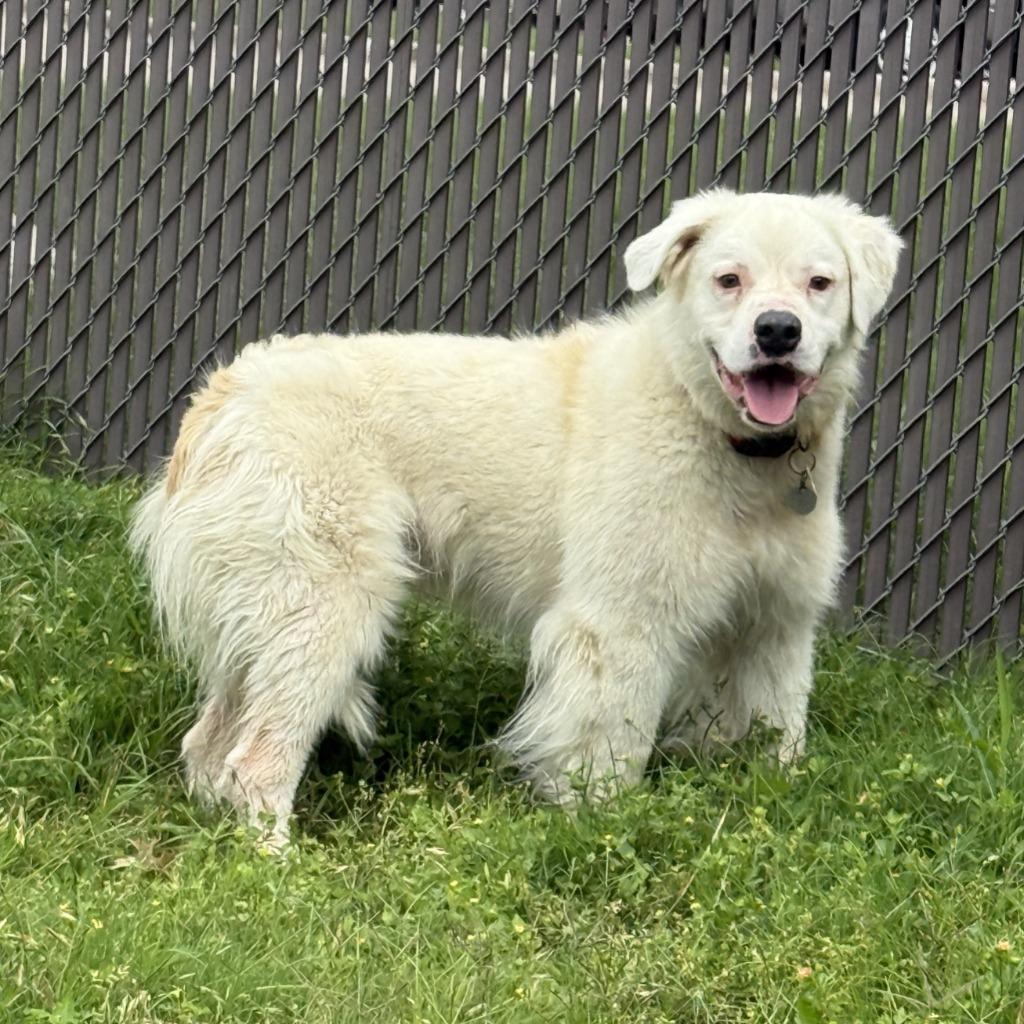 Sylas, a Adoptable mixed breed in Brenham, TX image 2/6