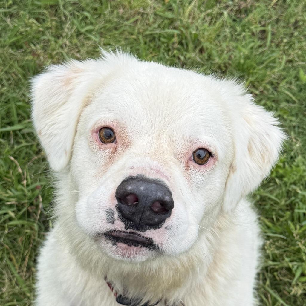 Sylas, a Adoptable mixed breed in Brenham, TX image 1/6