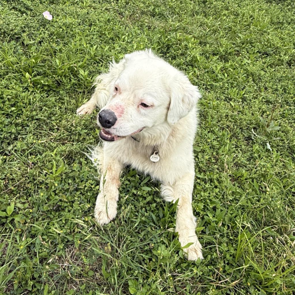 Sylas, a Adoptable mixed breed in Brenham, TX image 4/6