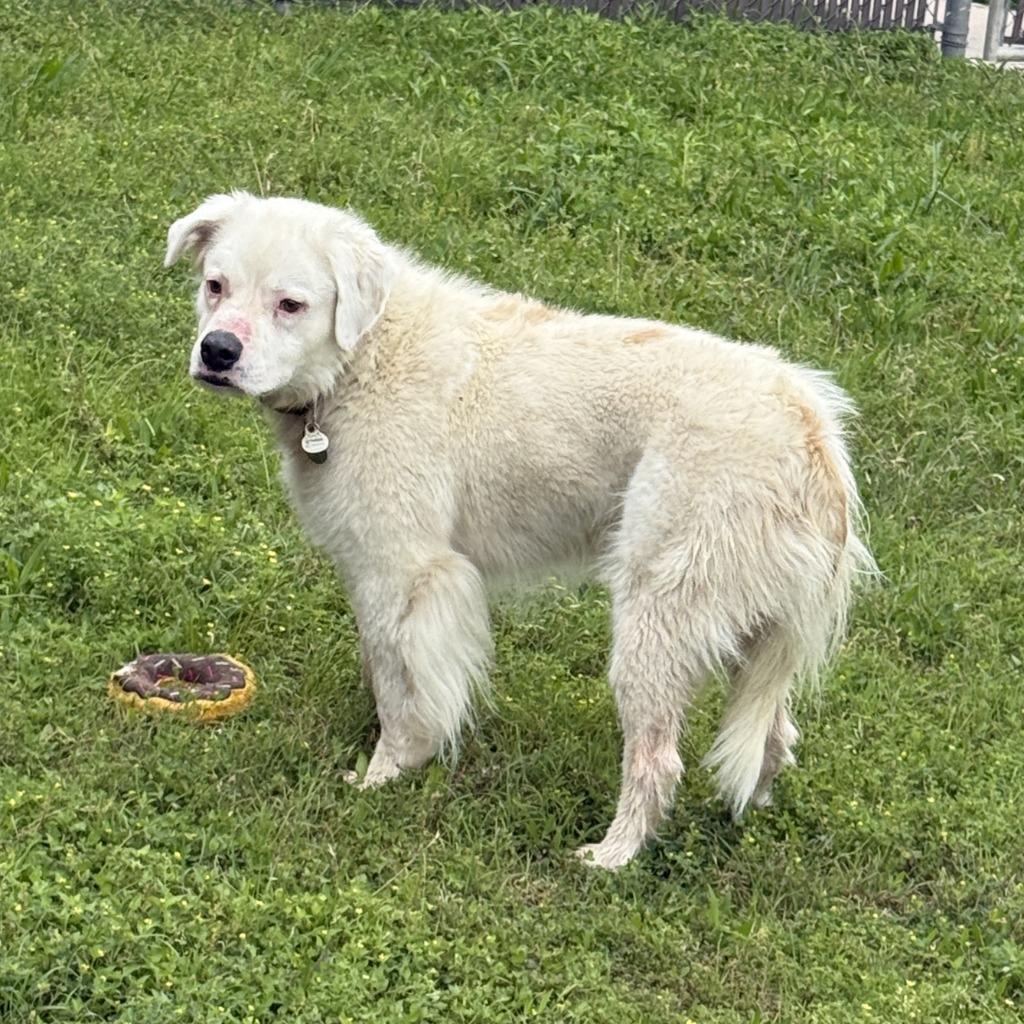 Sylas, a Adoptable mixed breed in Brenham, TX image 5/6