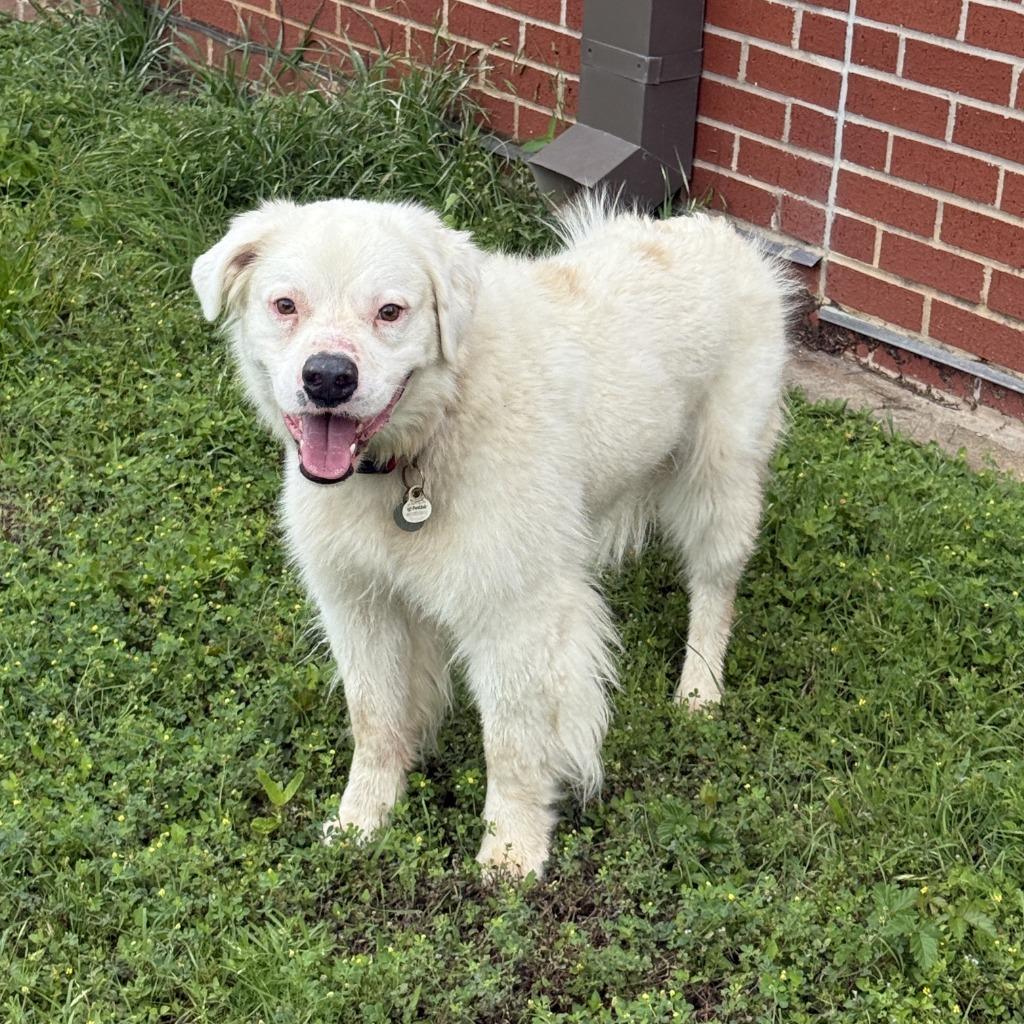 Sylas, a Adoptable mixed breed in Brenham, TX image 6/6