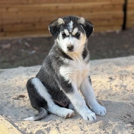 Bjorn, an adopted mixed breed in Dale, TX image 1/3
