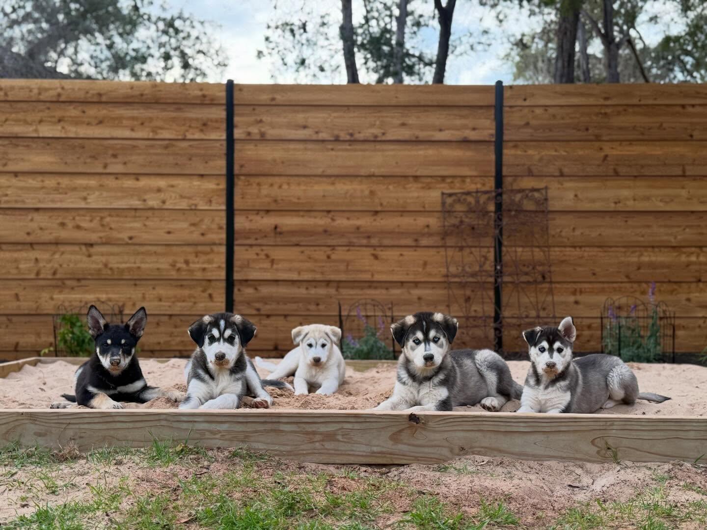 Bjorn, an adopted mixed breed in Dale, TX image 2/3