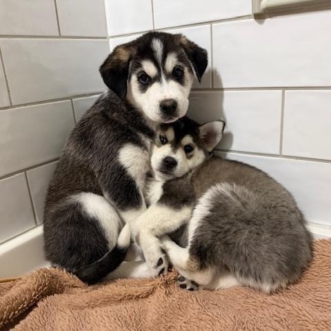 Bjorn, an adopted mixed breed in Dale, TX image 3/3