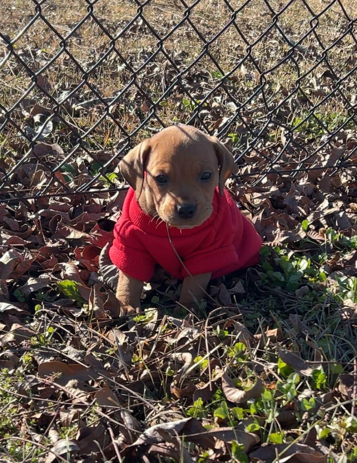 Will, Adopted, Puppy Male Redbone Coonhound.