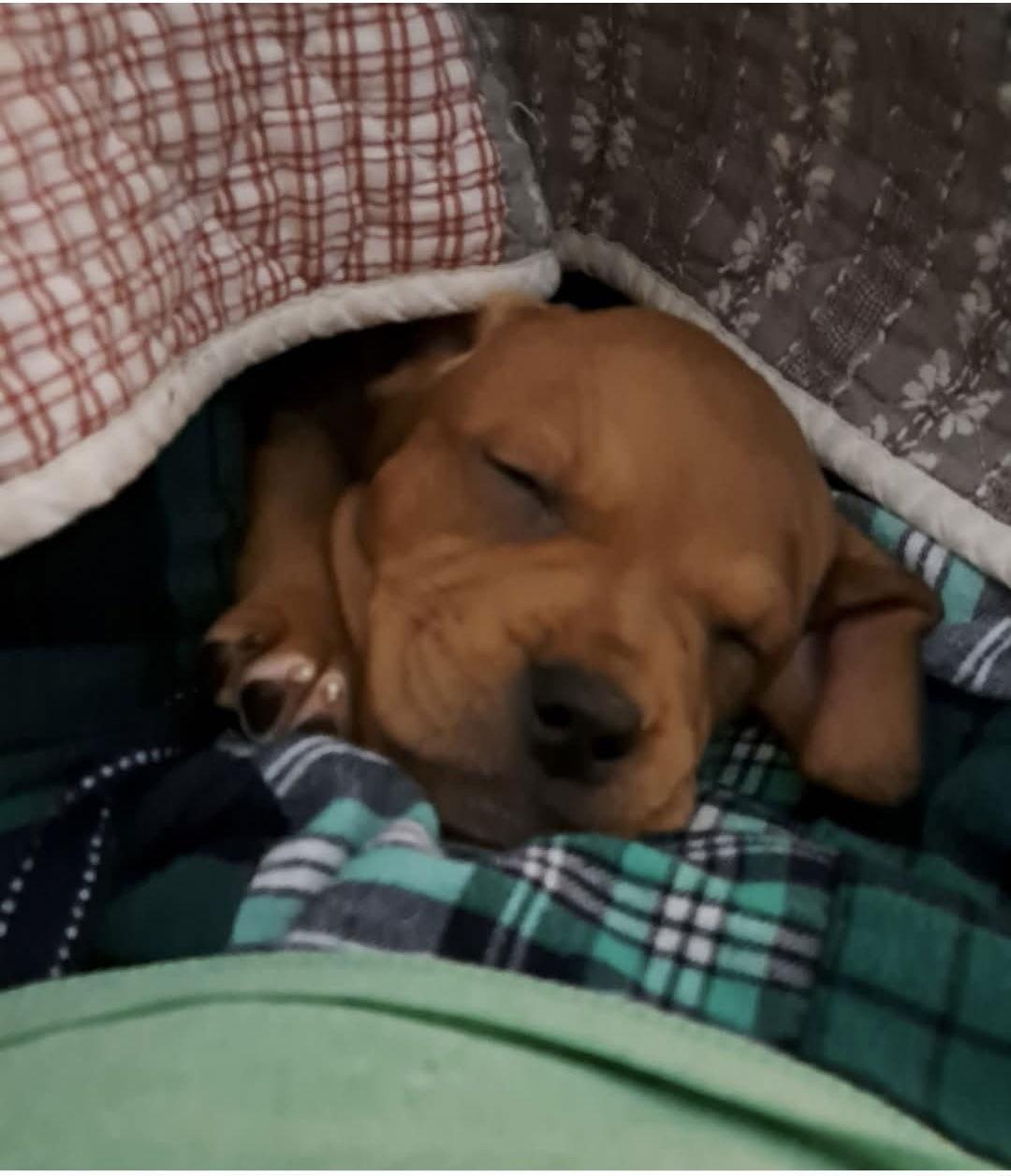 Enlarge Will, a Adopted Redbone Coonhound in Oakhurst, NJ image 2/3