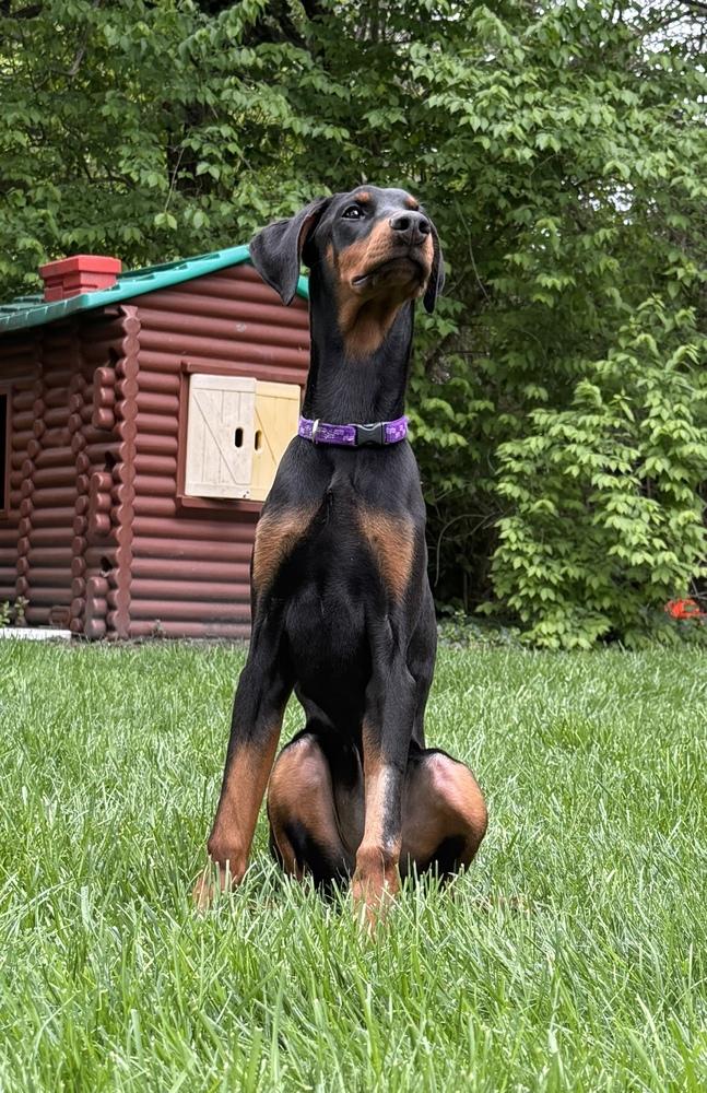 Dodrio, Adopted, Puppy Female Doberman Pinscher.