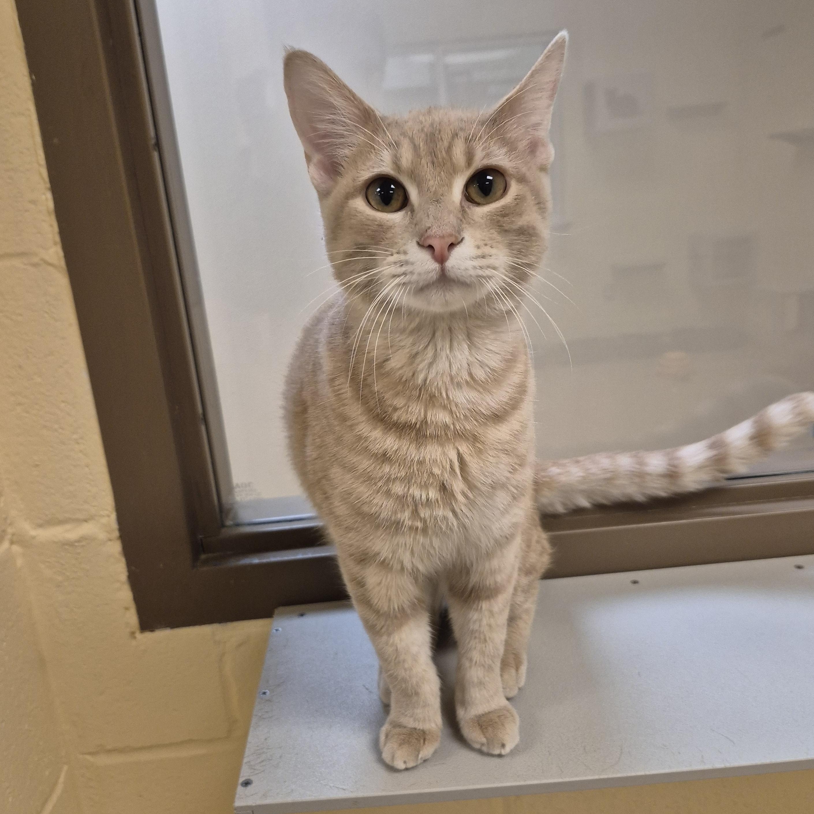 Pecan, ADOPTABLE, Adult Male Domestic Short Hair.