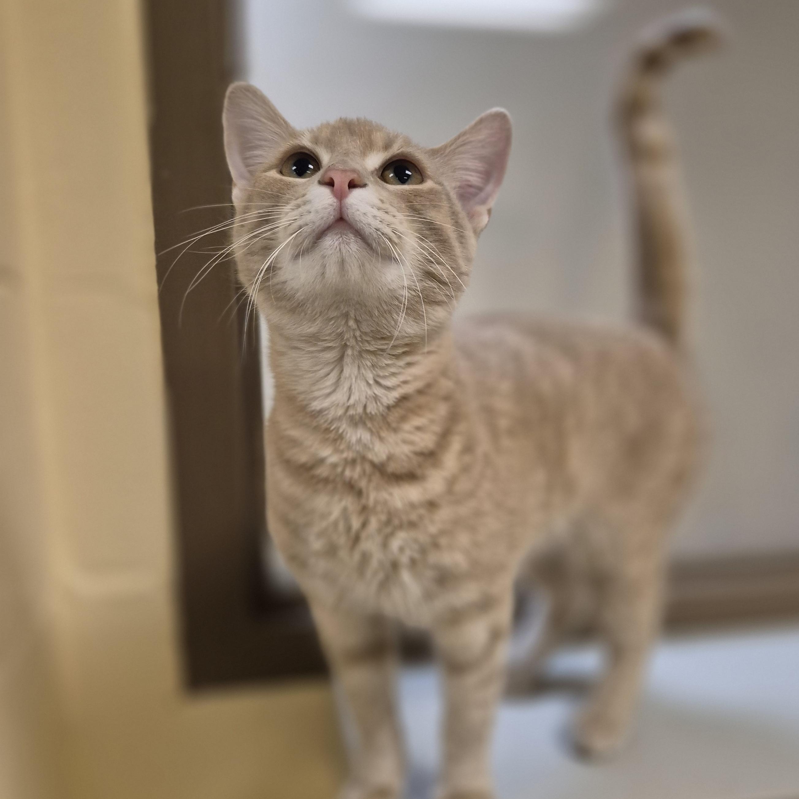 Enlarge Pecan, a ADOPTABLE Domestic Short Hair in Schertz, TX image 3/3