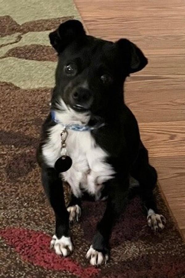 Twinkles, Adoptable, Adult Female Chihuahua.