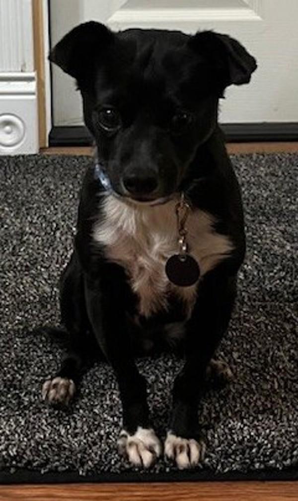 Enlarge Twinkles, a Adoptable mixed breed in Salem, OR image 2/3