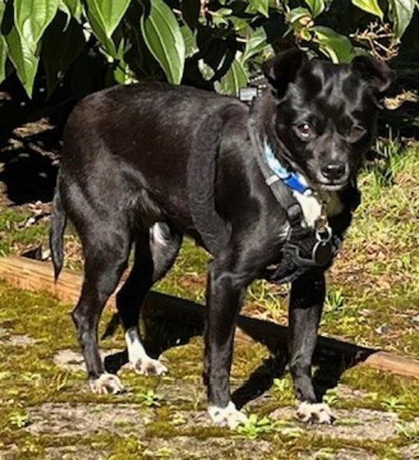 Enlarge Twinkles, a Adoptable mixed breed in Salem, OR image 3/3