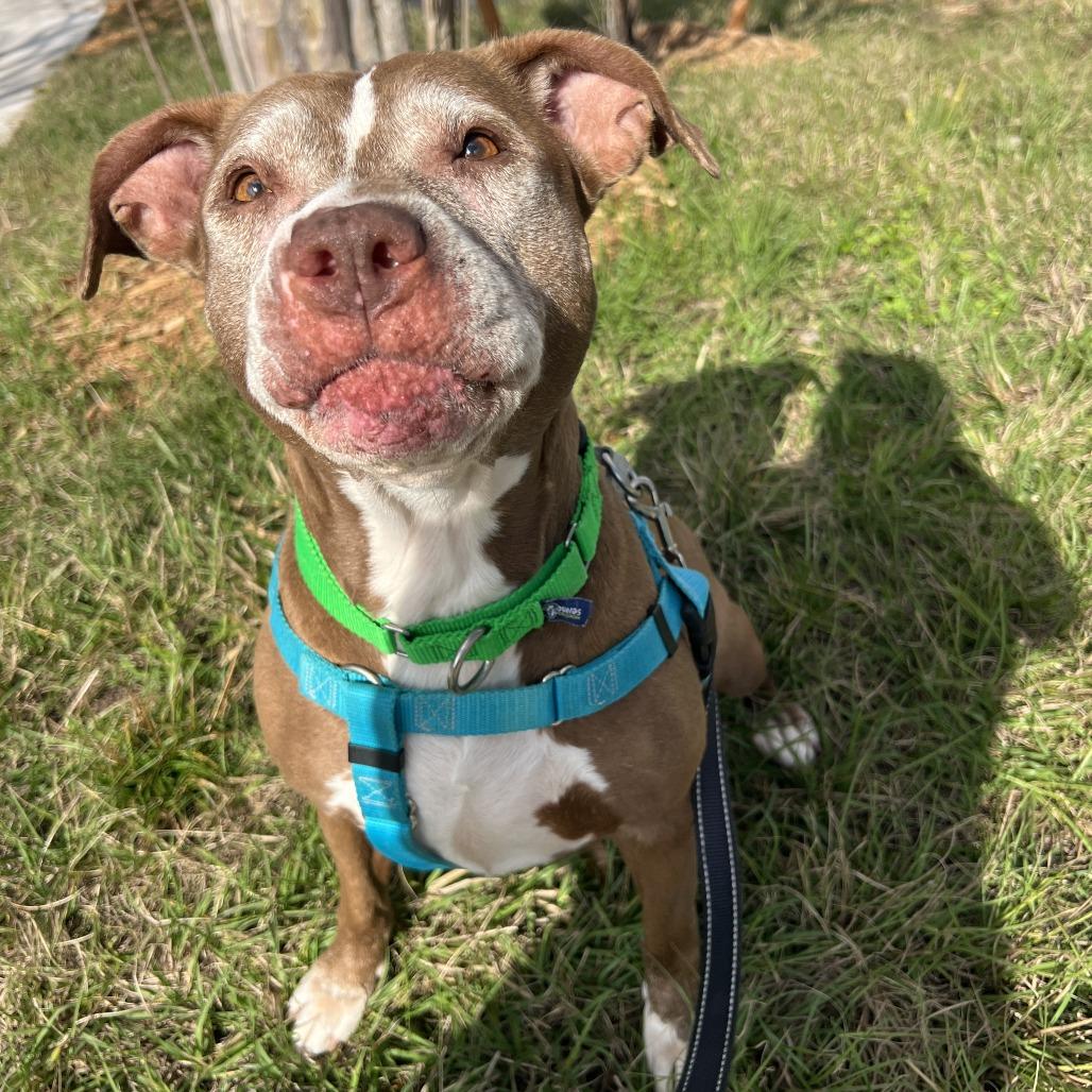 Miah, Adoptable, Senior Female Pit Bull Terrier.