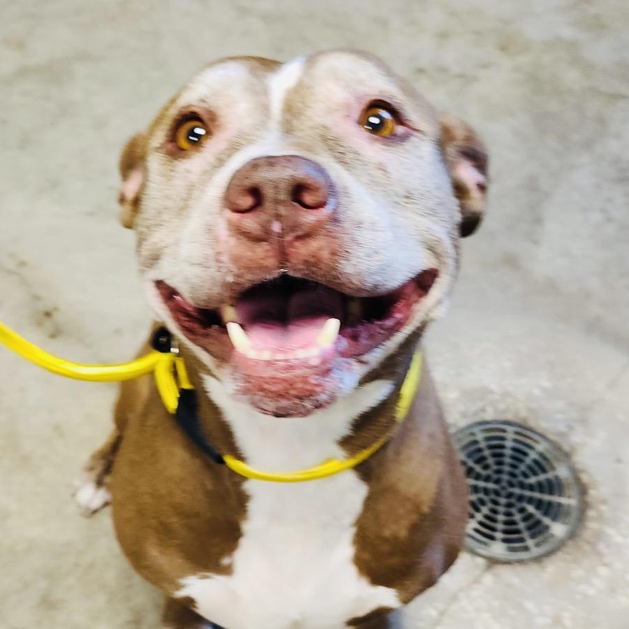 Miah, Adoptable, Senior Female Pit Bull Terrier.