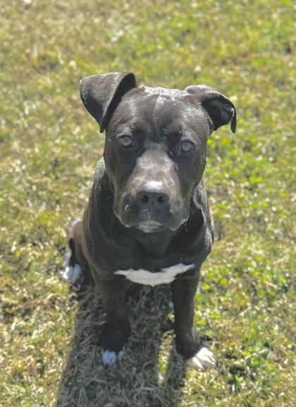 Klaus, Adoptable, Adult Male Pit Bull Terrier & Labrador Retriever.