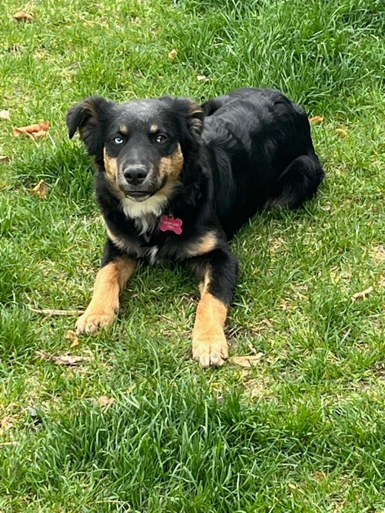 SF-Sadie, Young Female Border Collie