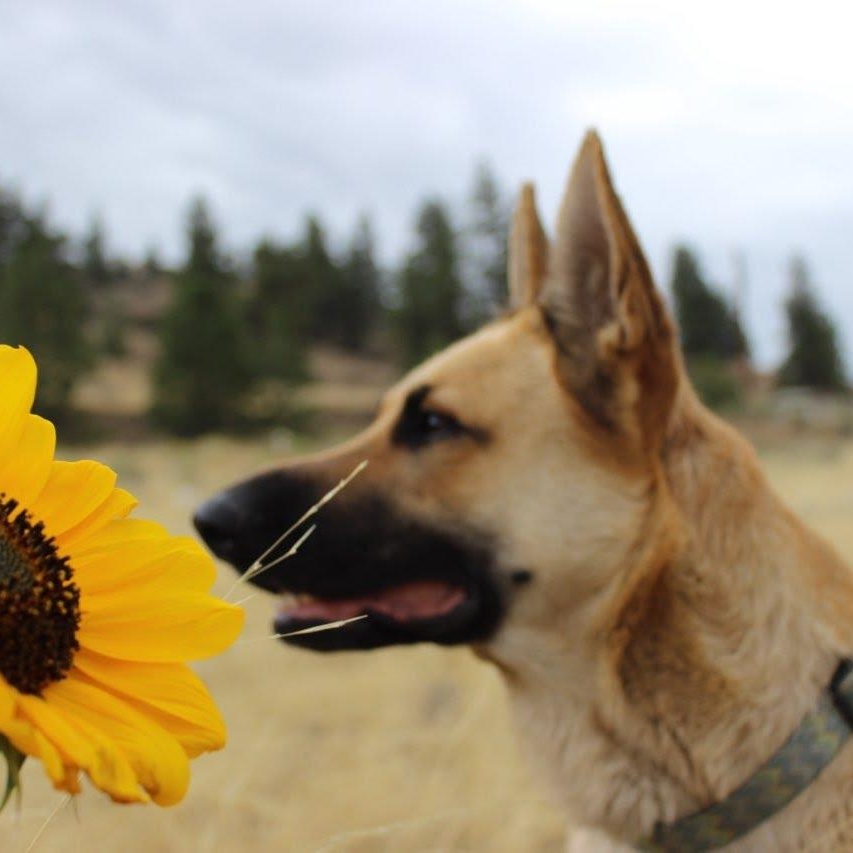 Bertie, Adoptable, Adult Female German Shepherd Dog.