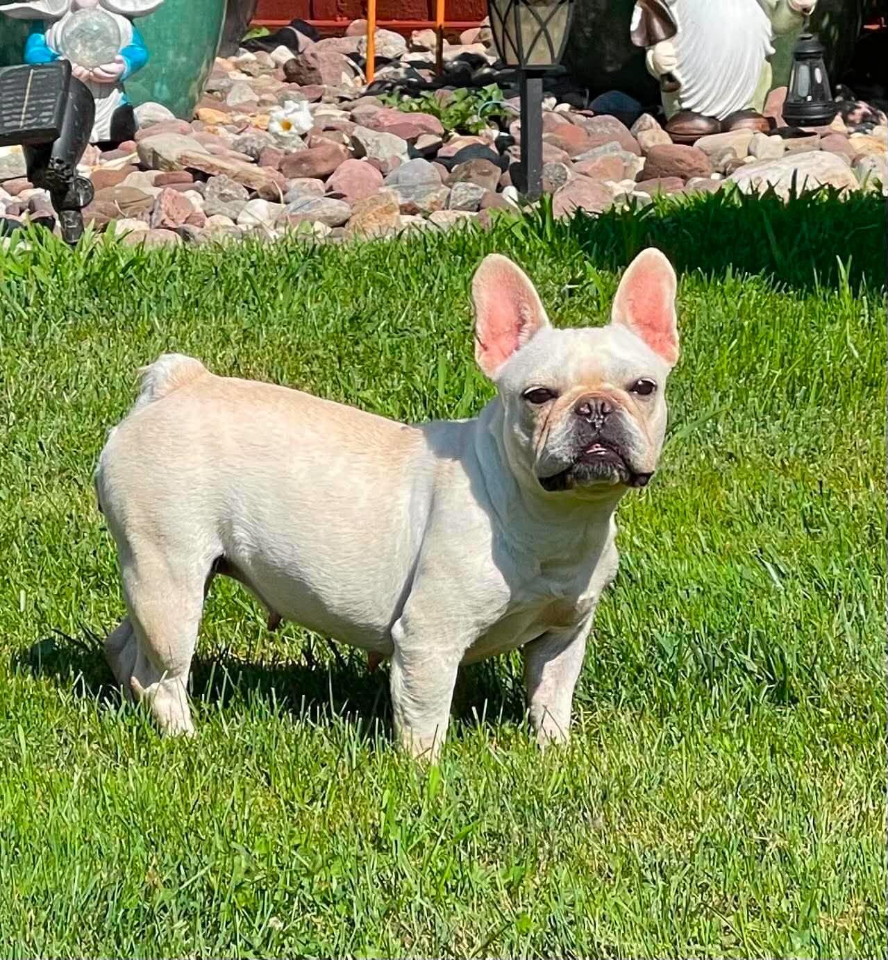 Enlarge Faith, an adopted French Bulldog in Brunswick, ME image 1/2