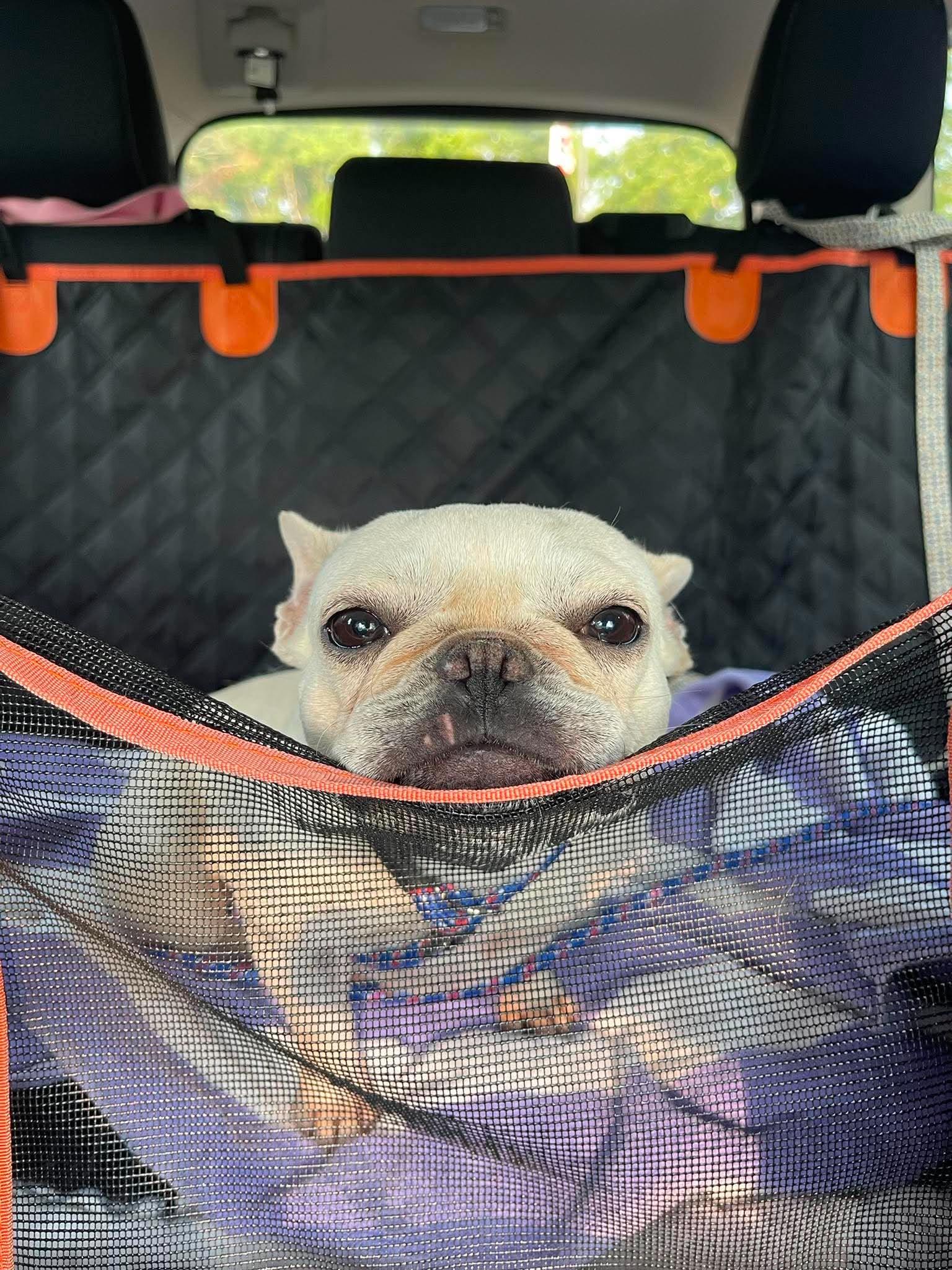 Enlarge Faith, an adopted French Bulldog in Brunswick, ME image 2/2