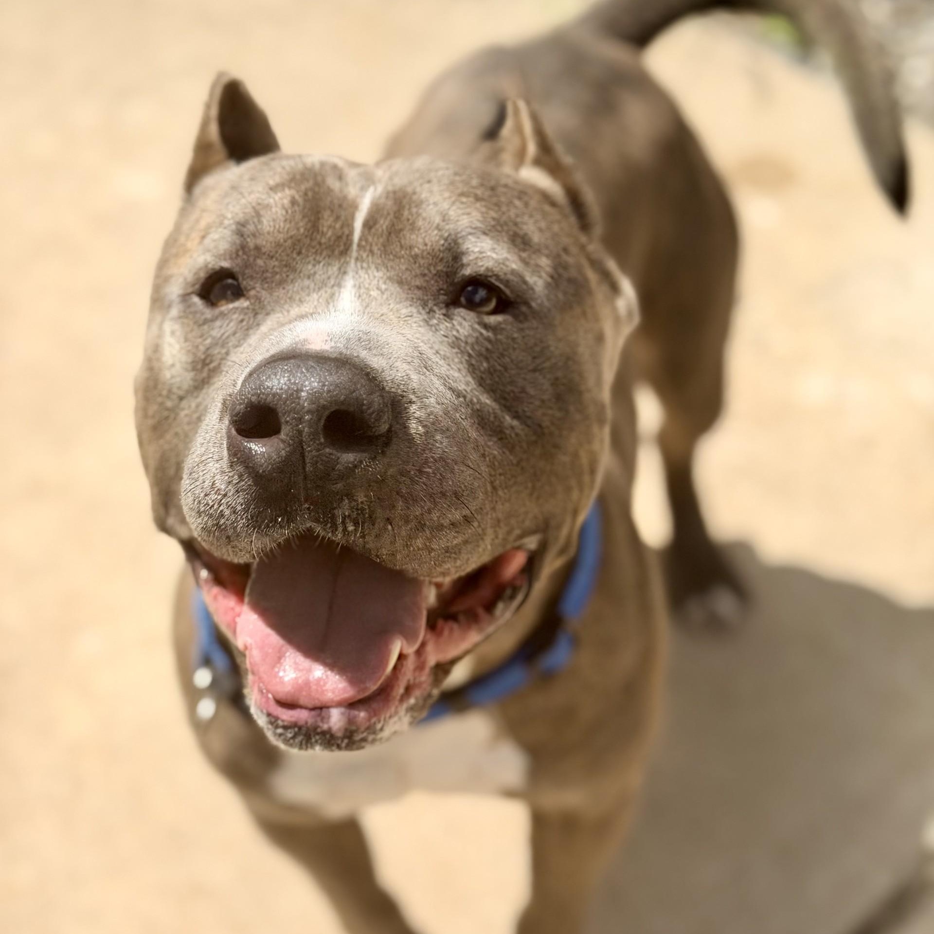 Enlarge Hikaru, a ADOPTABLE American Bully in Jackson, NJ image 3/4