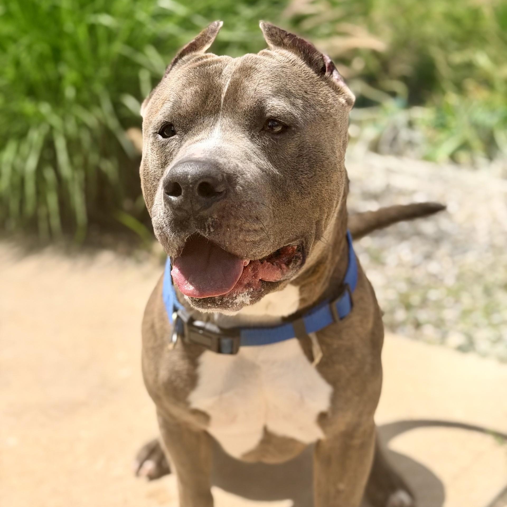 Hikaru, ADOPTABLE, Adult Male American Bully.