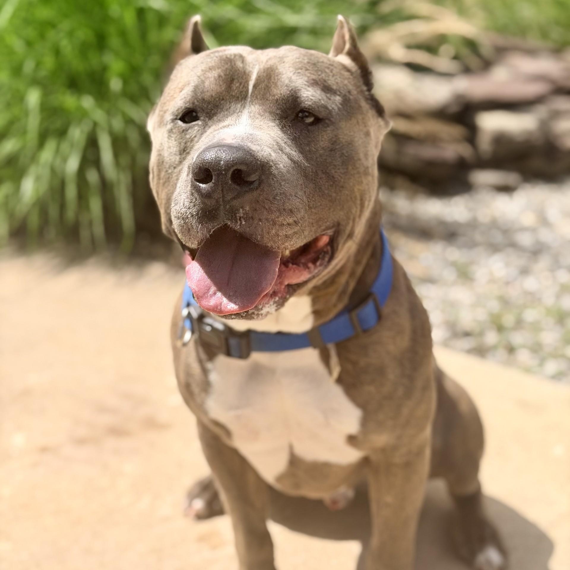 Enlarge Hikaru, a ADOPTABLE American Bully in Jackson, NJ image 2/4