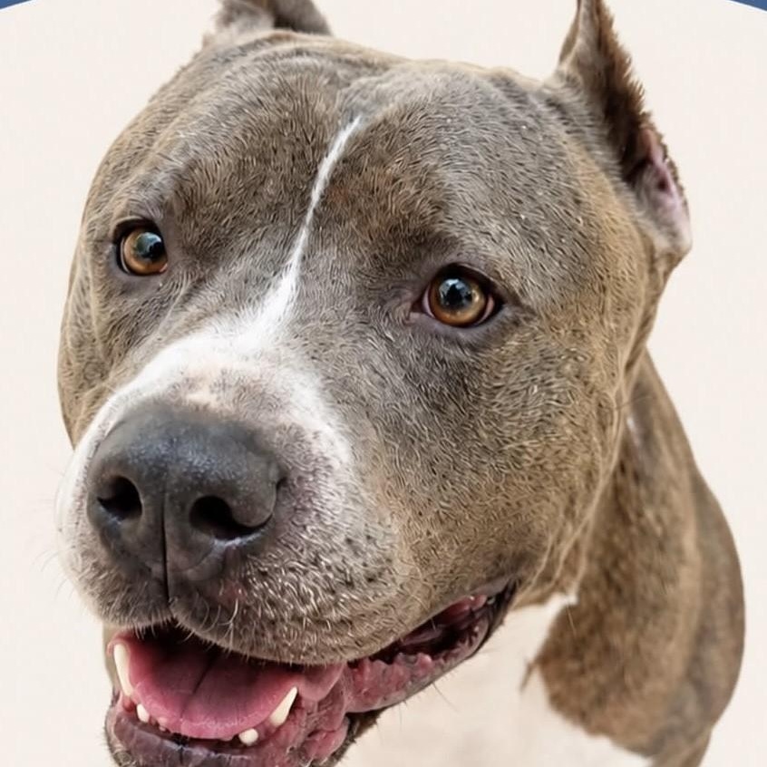 Hikaru, ADOPTABLE, Adult Male American Bully.