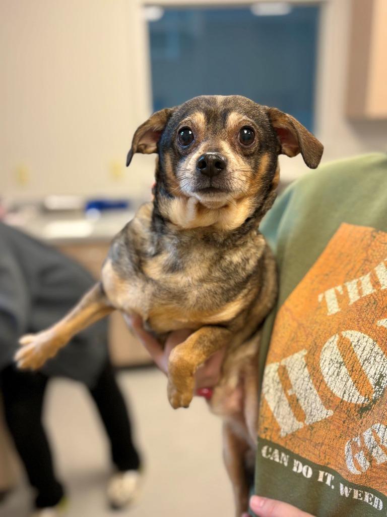 Tito Jackson, Adopted, Adult Male Chihuahua & Mixed Breed.