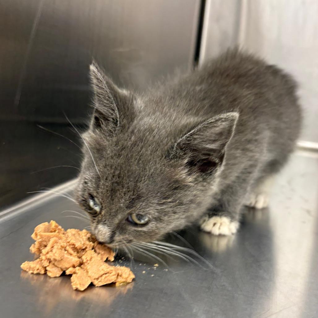 Baklava, Adoptable, Kitten Female Domestic Short Hair.