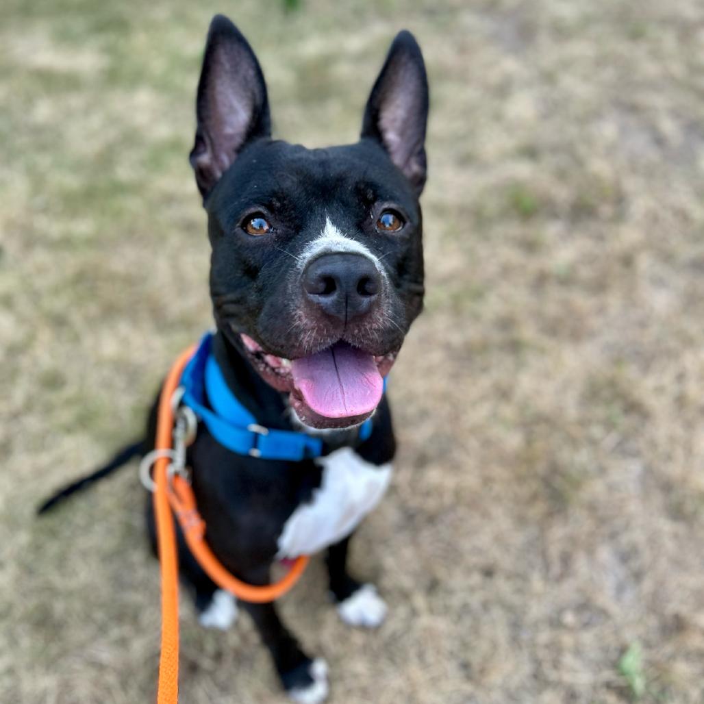 Enlarge Sonny, a Adoptable American Staffordshire Terrier in Grand Rapids, MI image 1/6