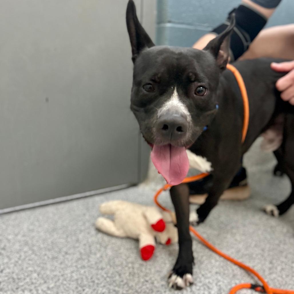 Enlarge Sonny, a Adoptable American Staffordshire Terrier in Grand Rapids, MI image 2/6