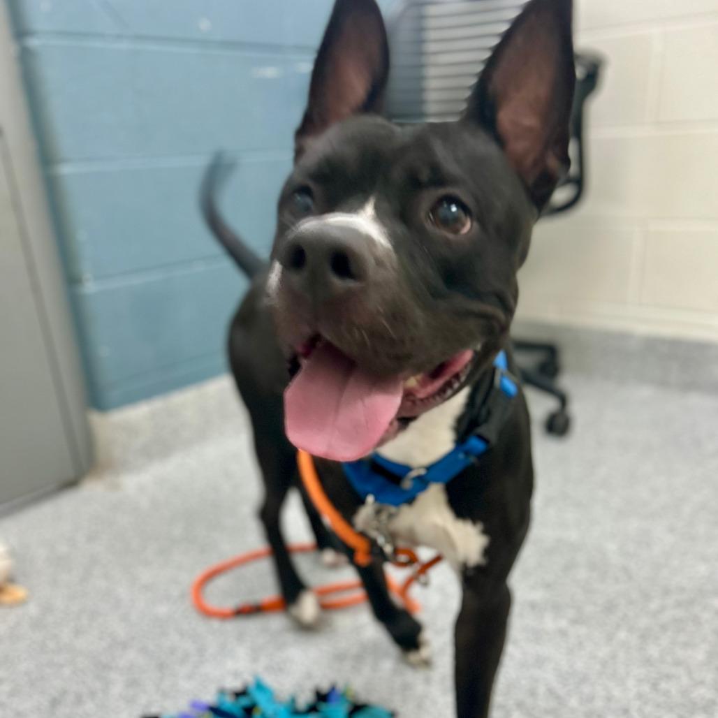 Enlarge Sonny, a Adoptable American Staffordshire Terrier in Grand Rapids, MI image 3/6