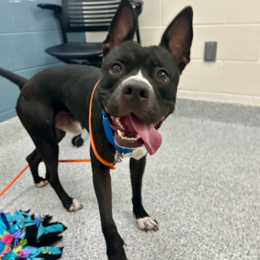 Enlarge Sonny, a Adoptable American Staffordshire Terrier in Grand Rapids, MI image 5/6