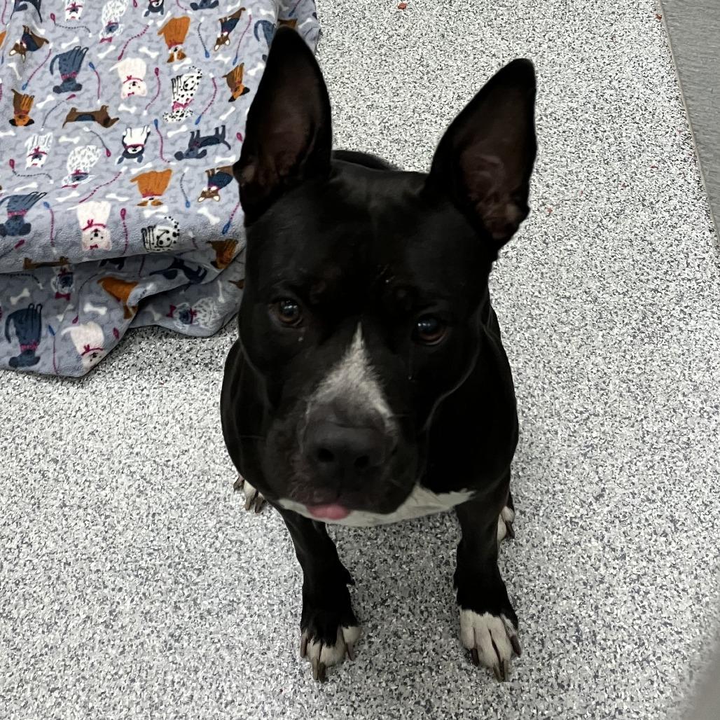 Enlarge Sonny, a Adoptable American Staffordshire Terrier in Grand Rapids, MI image 6/6