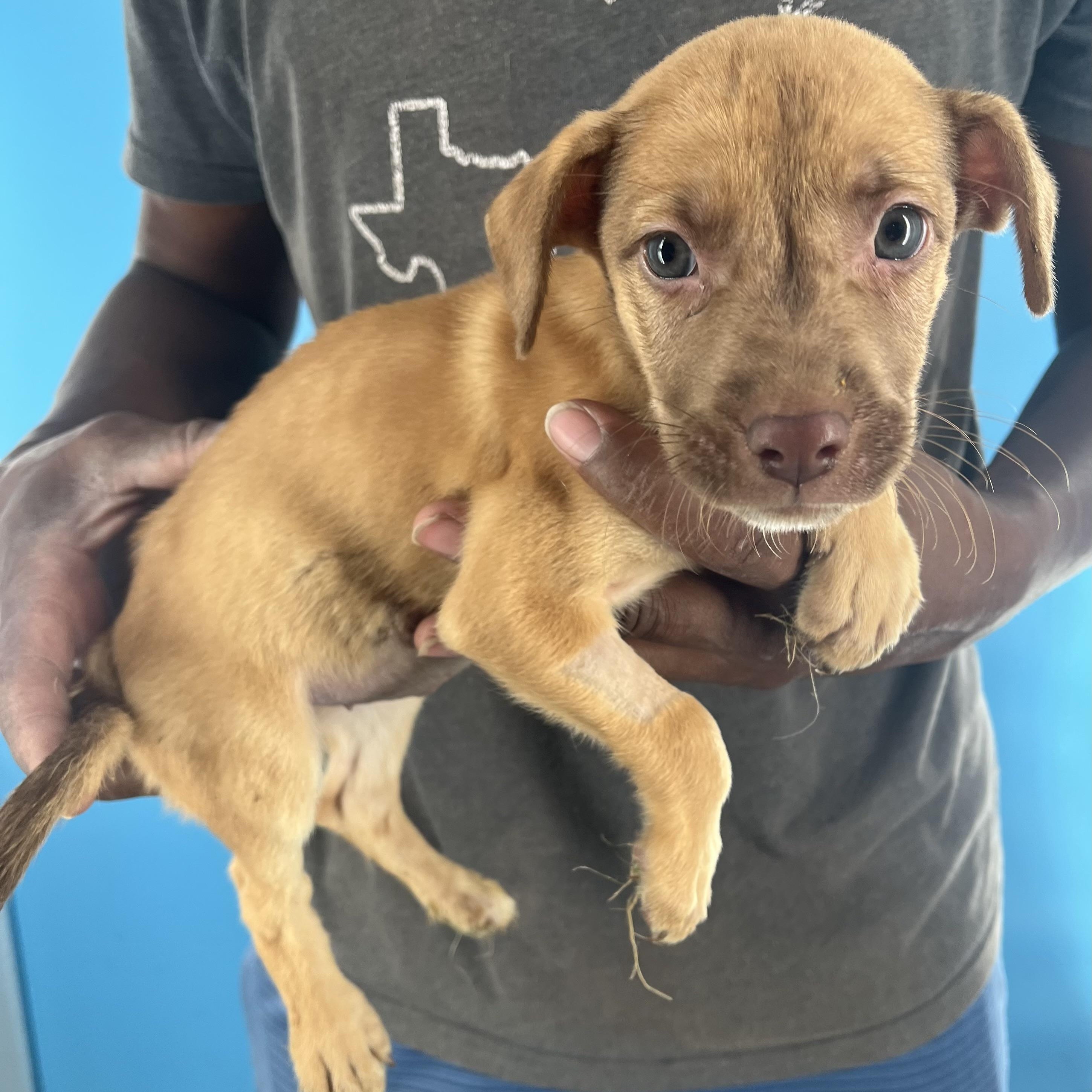 Chelley - Local August 22-24, Baby Female unknown