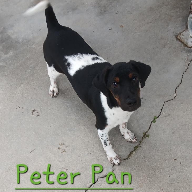 Enlarge PETER PAN, a Adoptable mixed breed in Seymour, IN image 1/1