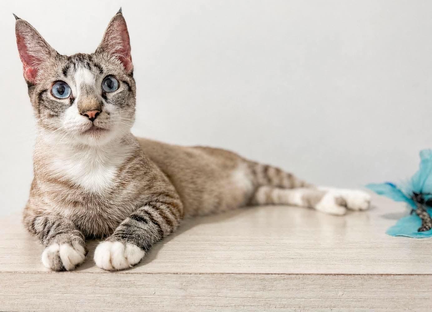 Sicilly , a ADOPTABLE mixed breed in Mt laurel Township, NJ image 4/6