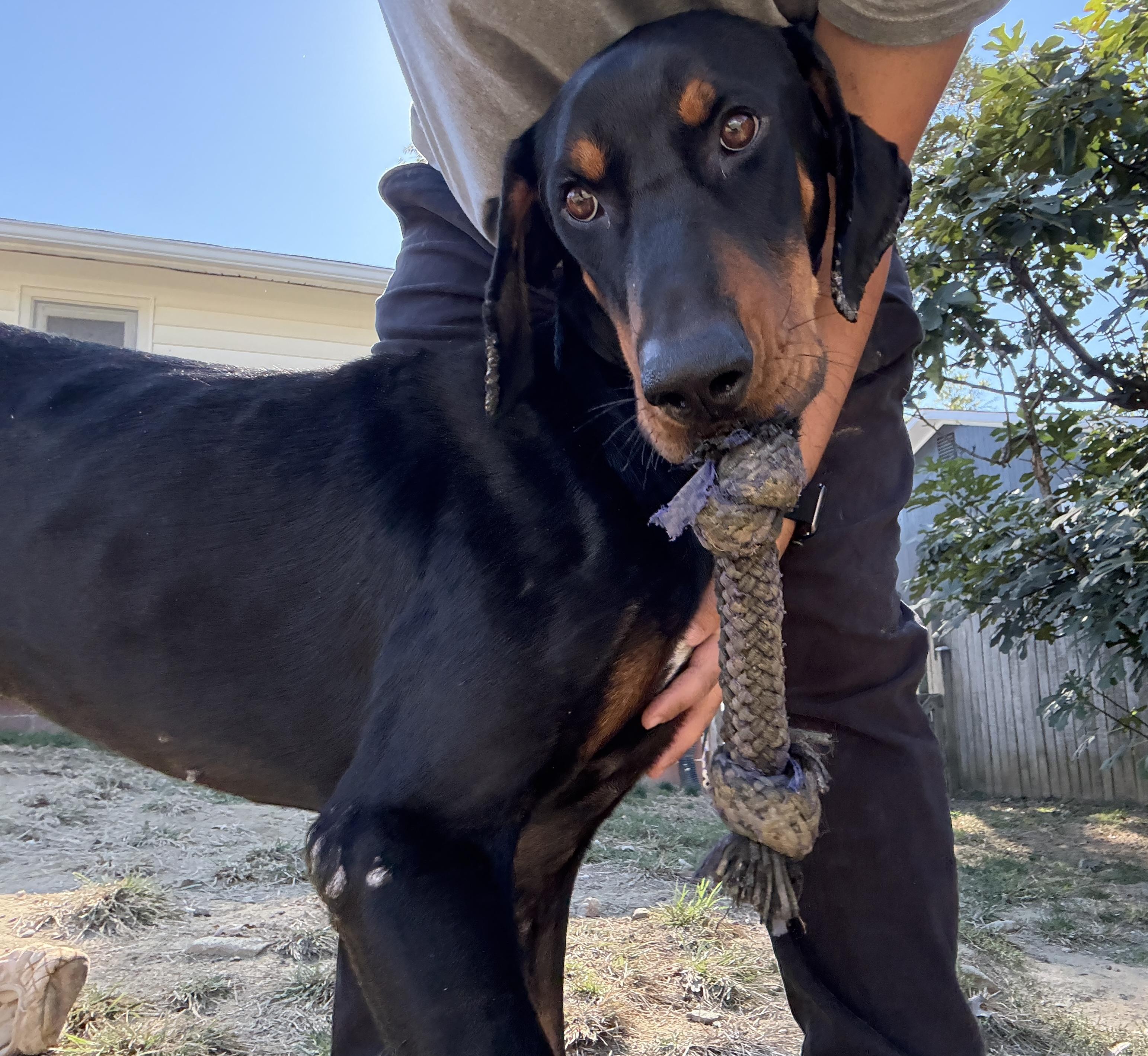 Enlarge Commander, a Adoptable mixed breed in Silver Spring, MD image 3/6