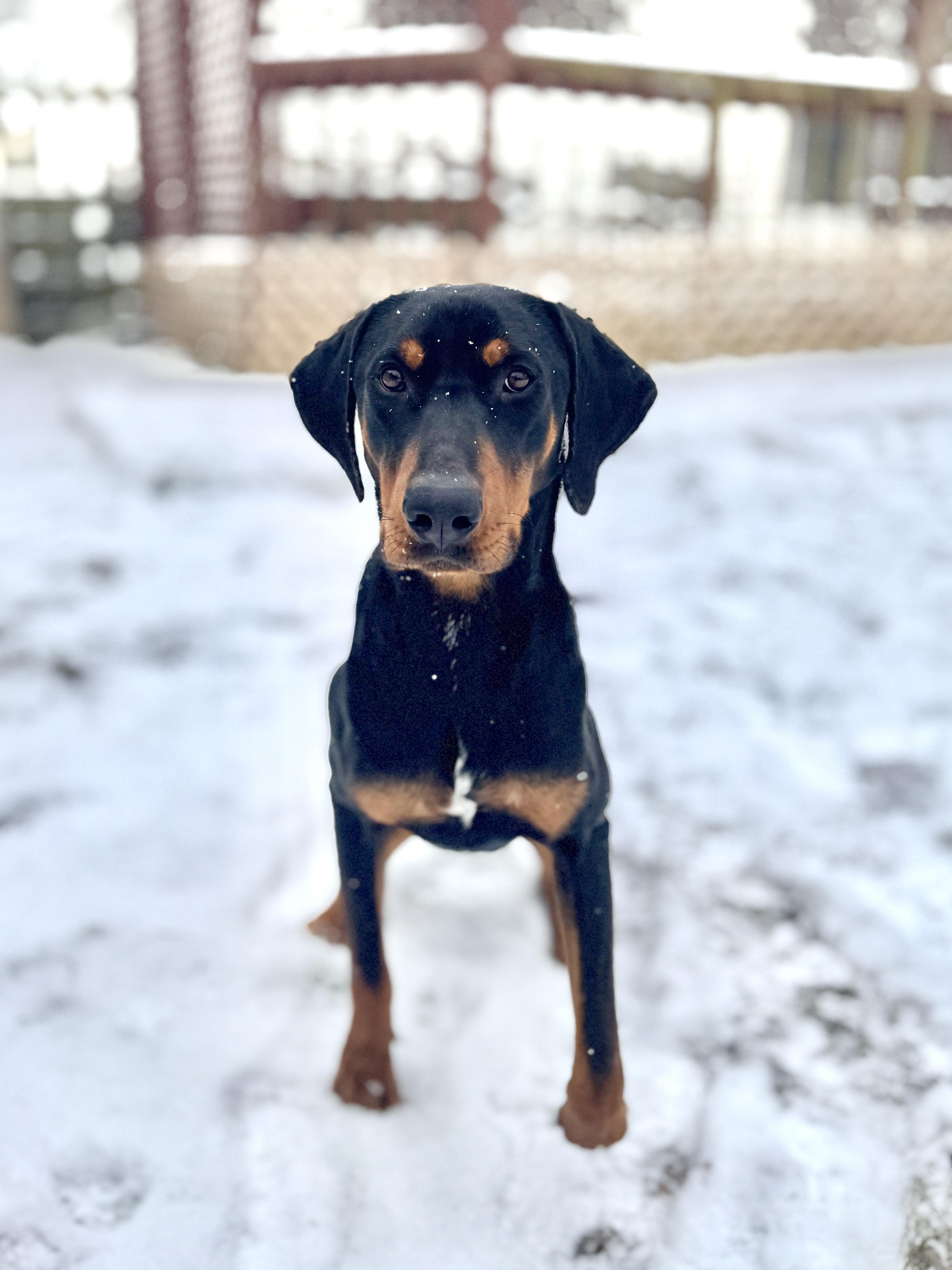 Enlarge Commander, a Adoptable mixed breed in Silver Spring, MD image 4/6