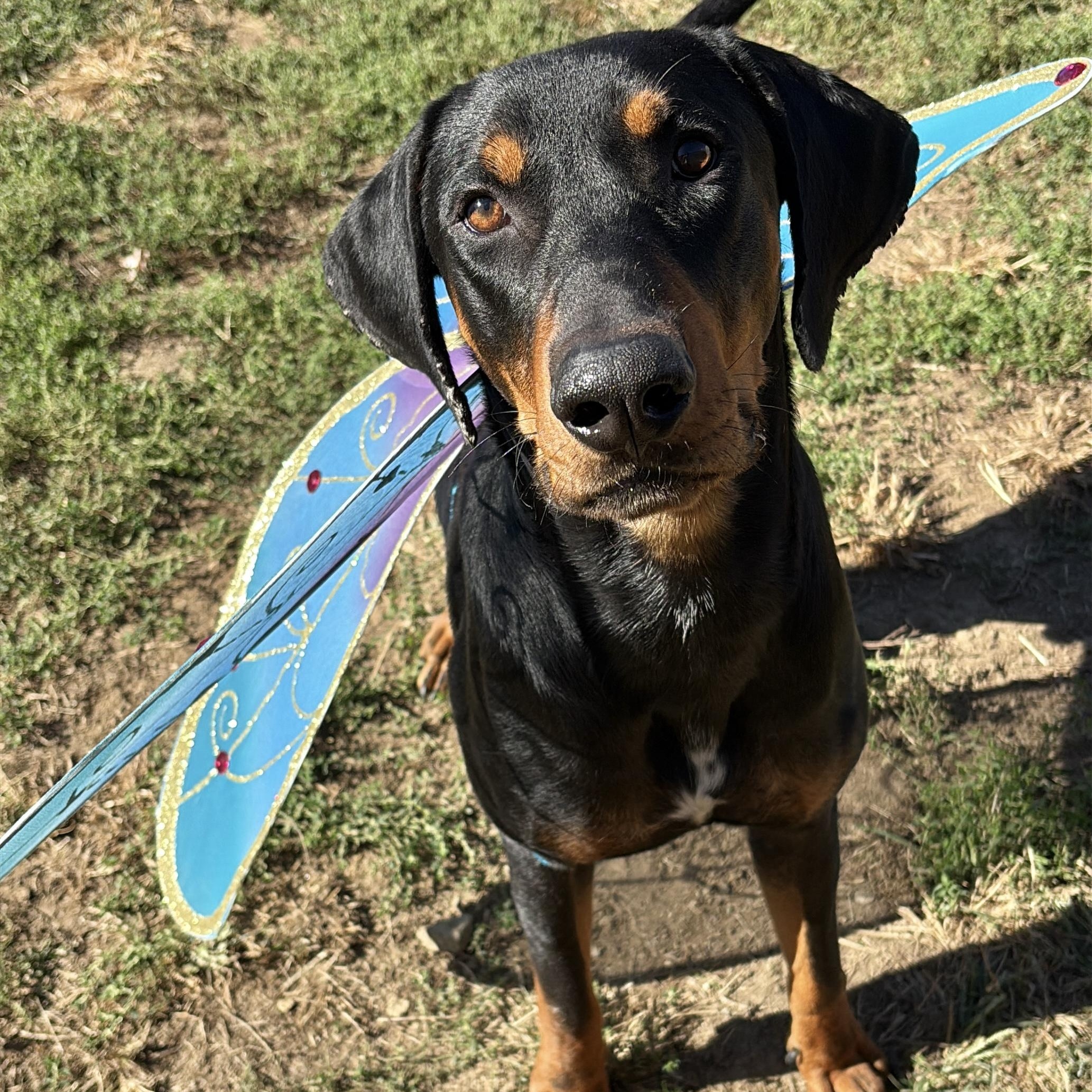 Enlarge Commander, a Adoptable mixed breed in Silver Spring, MD image 2/6